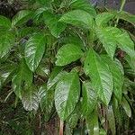 Drymonia macrophylla Blad