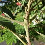 Cordia alliodora Corteza