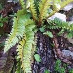 Polystichum lonchitis Foglia