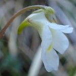 Pinguicula alpina Kwiat