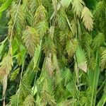 Chasmanthium latifolium Листок