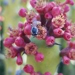 Euphorbia caducifolia Flor