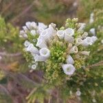 Fabiana imbricata Flower