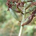 Anacamptis pyramidalis ᱡᱚ