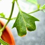 Atriplex patula Leaf