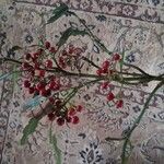 Psychotria capensis 果実