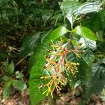 Palicourea guianensis Плод