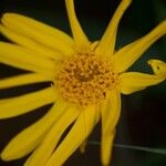 Arnica montanaFloro