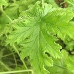 Pelargonium citronellum Blad