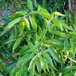 Nectandra megapotamica Hoja