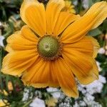 Rudbeckia hirta Flor