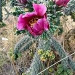 Grusonia imbricata Λουλούδι