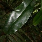 Rhabdodendron amazonicum Yaprak