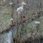 Solidago virgaurea Buveinė