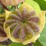 Abutilon theophrasti Fruit