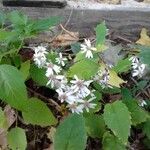 Eurybia schreberi Flower