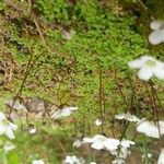 Arenaria balearica Corteza