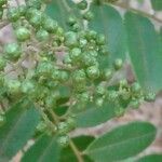 Zanthoxylum rhoifolium Fruit