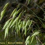 Bromus commutatus Fruit