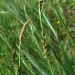 Carex panicea Frucht