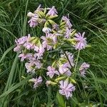 Saponaria officinalis ശീലം