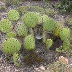 Opuntia oricola Hàbitat