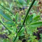 Chrysojasminum fruticans Leaf