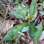 Aphelandra scabra Celota