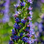 Echium callithyrsum പുഷ്പം