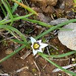 Romulea columnae Rinde