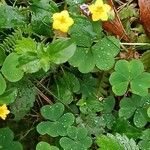 Lysimachia nemorumKukka