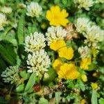 Trifolium occidentale Blomma