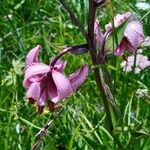 Lilium martagonFlower