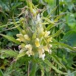 Pedicularis foliosa Kukka