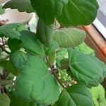 Plectranthus ernstii 葉