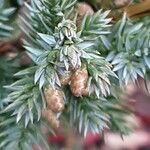 Juniperus squamata पत्ता