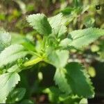 Stemodia verticillata Blatt