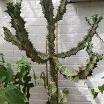 Euphorbia caerulescens ᱛᱟᱦᱮᱸ