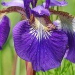 Iris × germanica अन्य