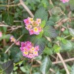 Lantana camara花