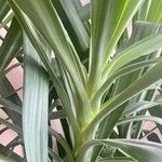 Yucca gigantea Leaf