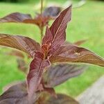 Lysimachia ciliataList