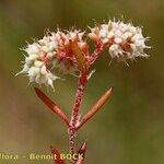 Chaetonychia cymosa Otro