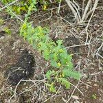 Vachellia macracantha Hoja