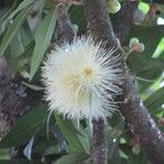 Syzygium jambos Floare