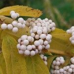 Callicarpa dichotoma Ffrwyth