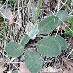 Senecio provincialis Leaf