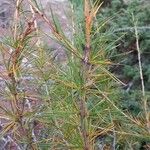 Larix deciduaFolha