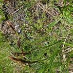 Carex frigida Fula
