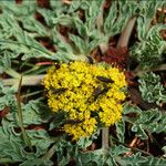 Cymopterus longipes Çiçek